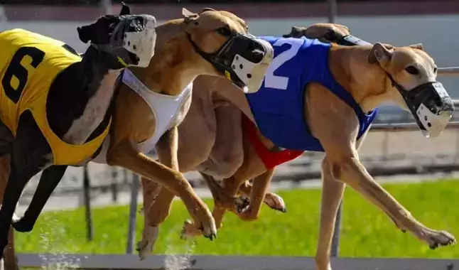 Corridas de galgos e as apostas esportivas
